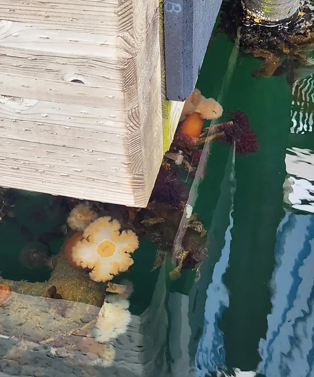 Sea anenomes underneath a dock.