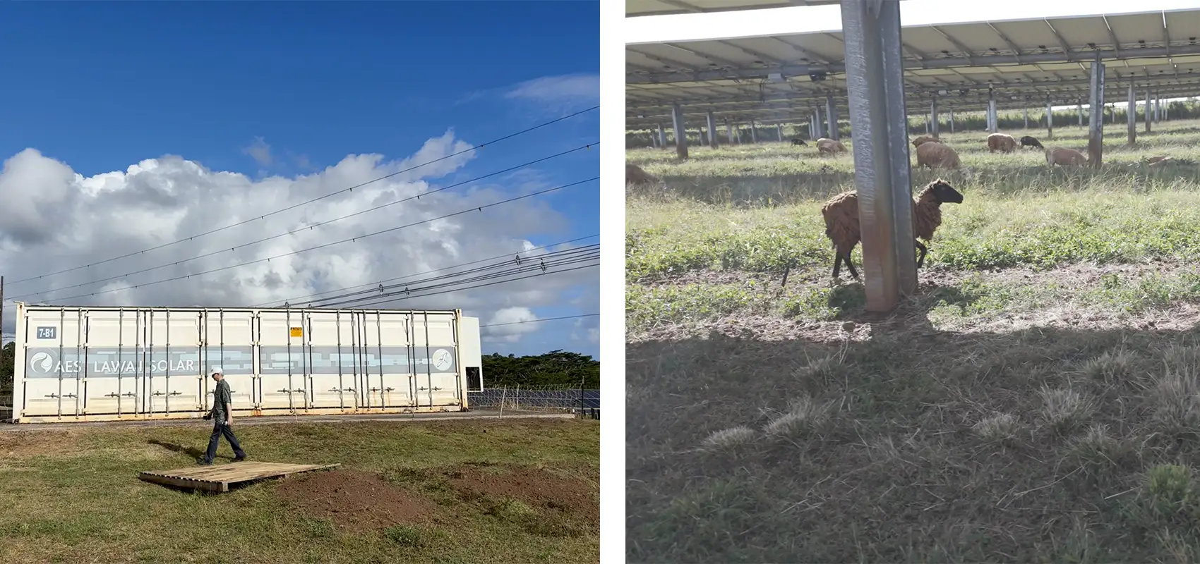 Two images: One of a man walking in front of a shipping container, one of sheep under rows of solar panels.
