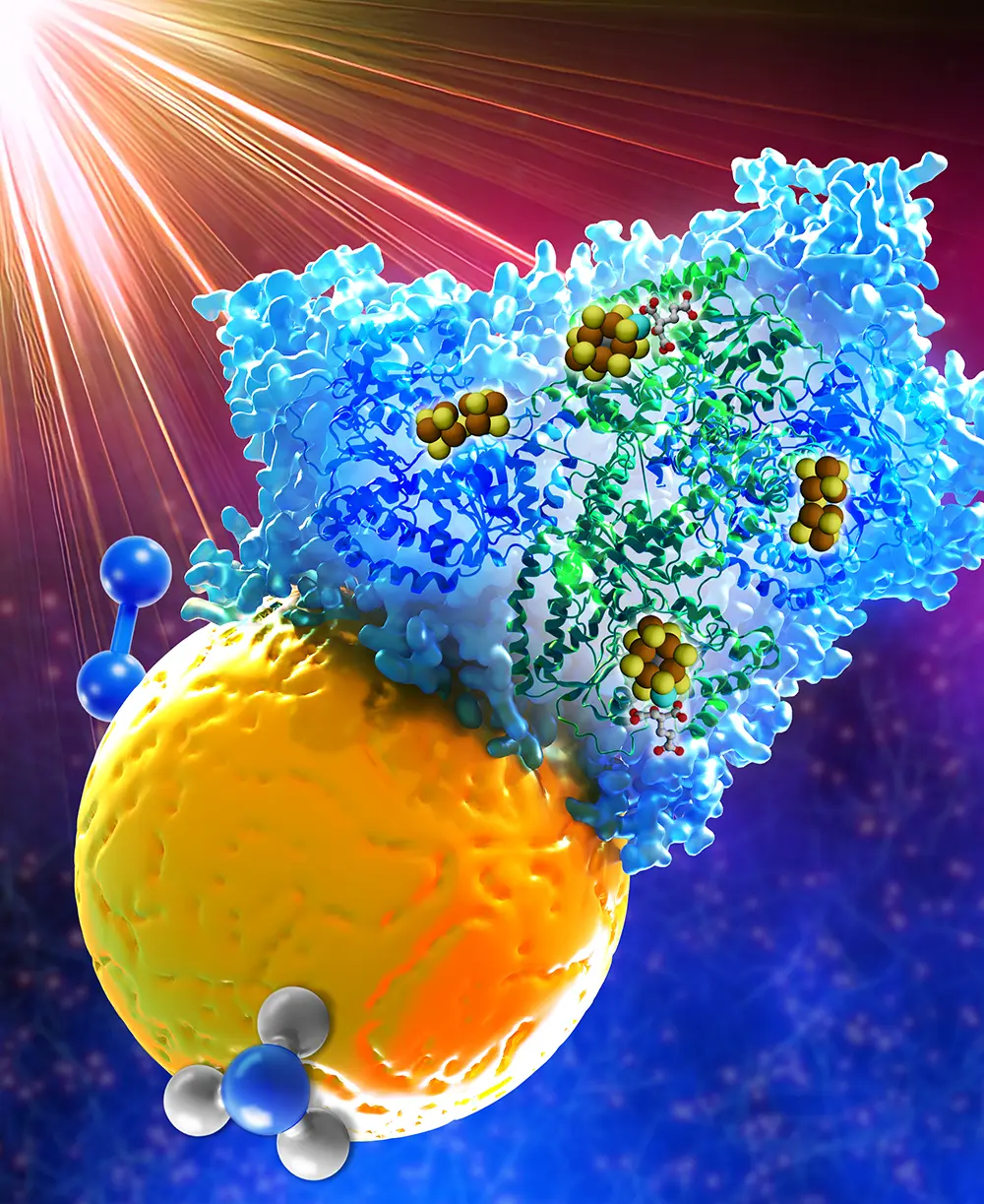 20260203-light-drive-enzymes-efficient-ammonia-production-cds-quantum-dot-mofe-nitrogenase Illustration of a model complex between a CdS quantum dot (yellow sphere) and the molybdenum-iron (MoFe) protein (blue ribbon) of Mo-nitrogenase.