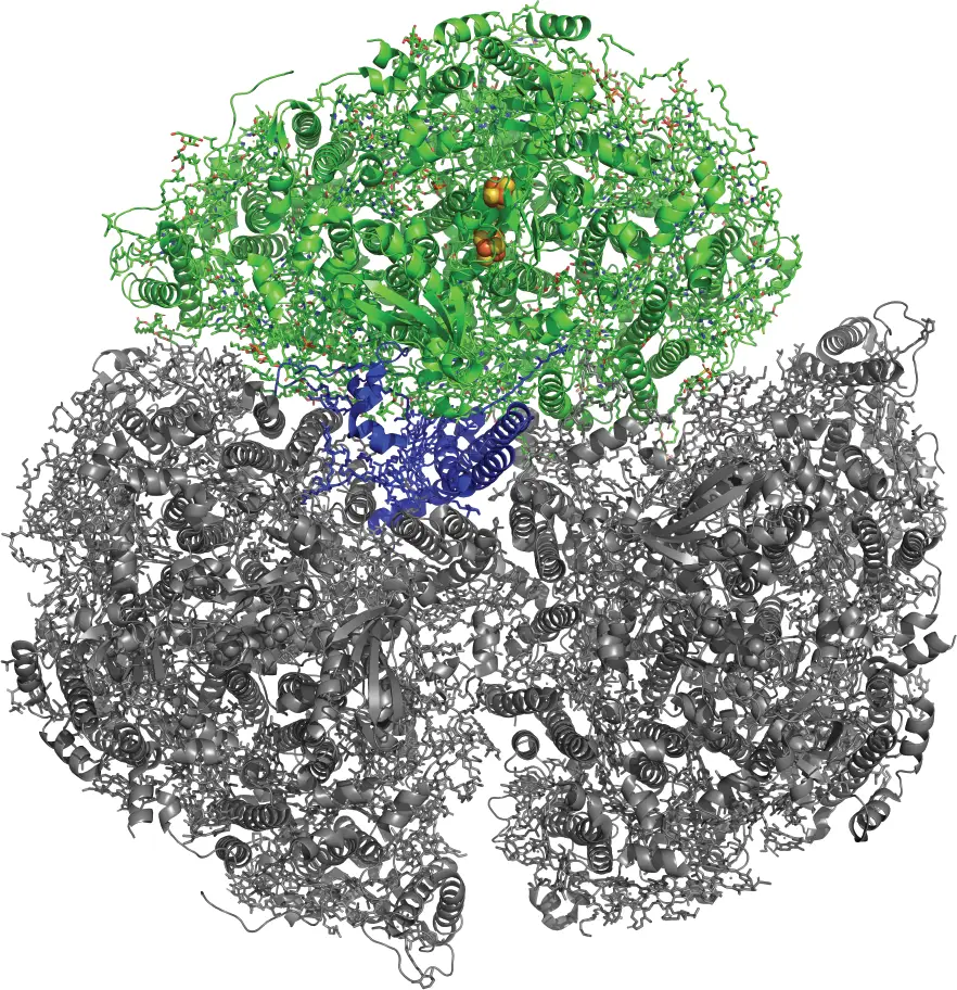 20260323-researchers-describe-protein-structure-microbes-use-to-control-light-conversion-photosystem-i-psi Symmetrical protein structure showing one trimer unit in color.