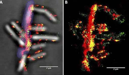 Continue reading about Microscopy images showing location of cellulosomes in relation to biomass and Clostridium thermocellum bacteria