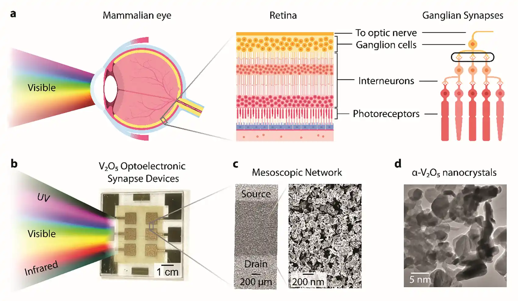 Illustration of how the optoelectronic synapse device takes in and captures light similar to the mammalian eye