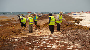 20240416-newsletter-can-ocean-energy-power Photo of workers on a beach cleaning up sargassum seaweed, which can be used to remove excess carbon from the ocean.